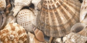 Sea Breeze Shells (Е11411) Декор