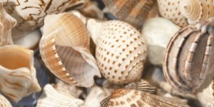 Sea Breeze Shells (Е11421) Декор