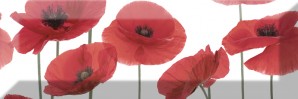 Decor Poppy 04