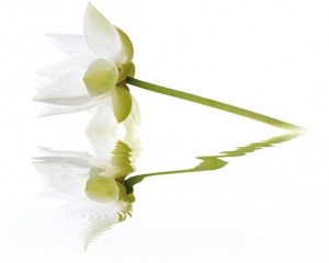 City White Lilies (из 2-х плиток)