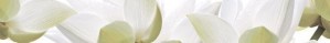 City White Lilies listwa