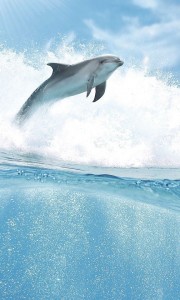 Porto Dolphins B