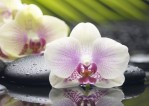 Азалия Декор Орхидея 1